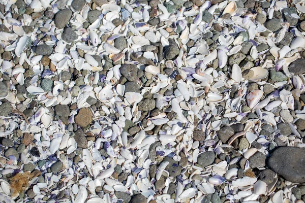 Górny Widok Muszli Ślimaka Plaży Małymi Kamieniami — Zdjęcie stockowe
