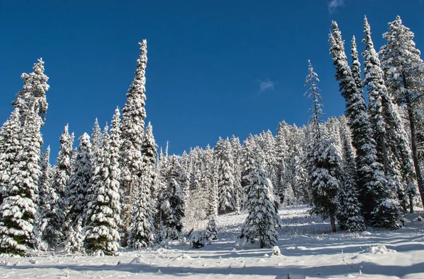 Kışın Mavi Gökyüzünün Altında Karlı Bir Orman — Stok fotoğraf