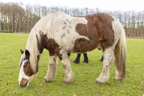 Typisch Friesisches Weißes Und Braunes Pferd Mit Markierungen Fell Auf — Stockfoto