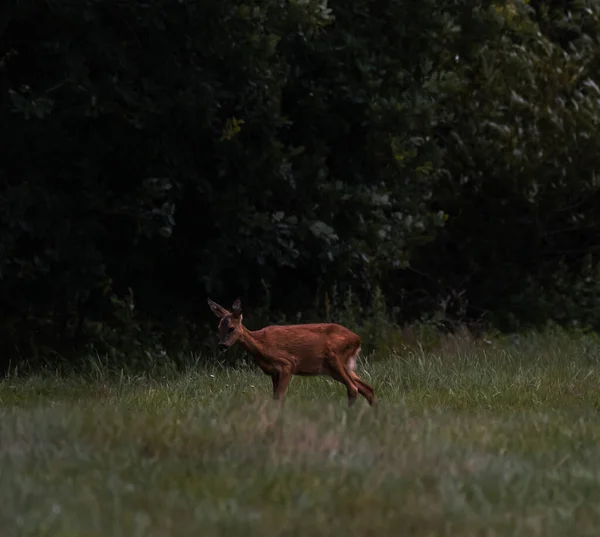 Gros Plan Mignon Petit Cerf Courant Sur Herbe Dans Une — Photo