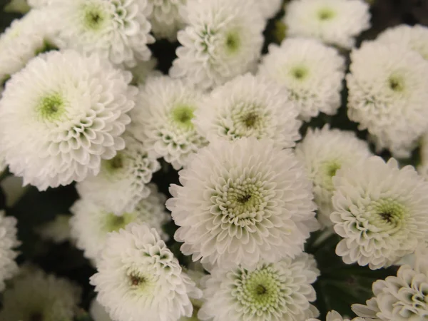 Selektywne Ujęcie Pięknych Białych Chryzantemy Kwiatów Rozmytym Tle — Zdjęcie stockowe