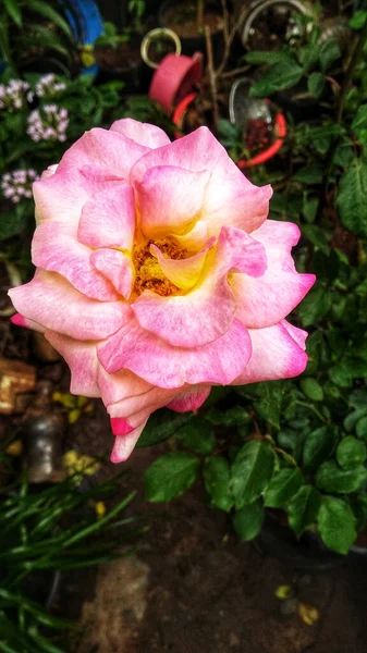 Eine Vertikale Aufnahme Einer Rosa Und Gelben Rose Garten — Stockfoto