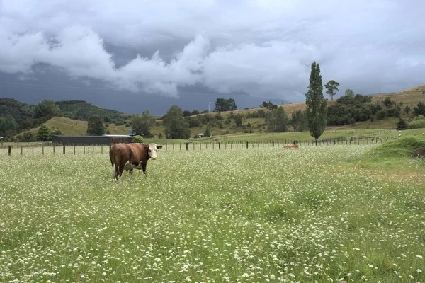 Ganado Pastando Campo Hierba Bajo Cielo Nublado — Foto de Stock