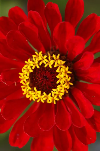 Une Mise Point Sélective Fleur Rouge Zinnia Fleurs — Photo