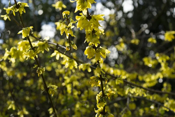 Gros Plan Forsythia Fleurs — Photo