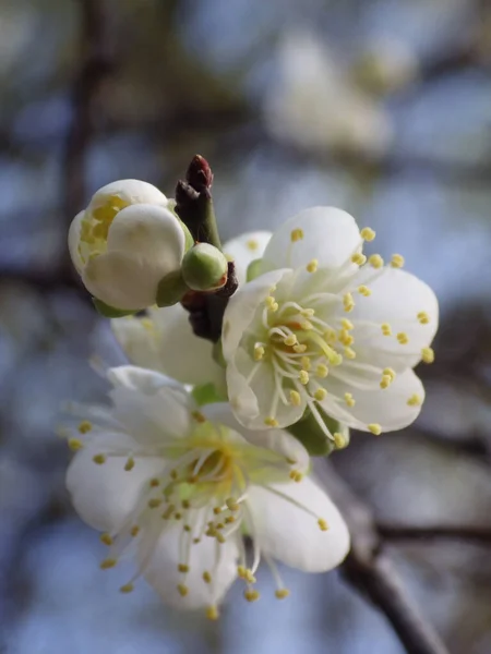 枝に白アプリコットの花の浅い焦点ショット — ストック写真