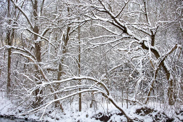 Krásná Zimní Scenérie East Don Parku Torontu Kanada — Stock fotografie