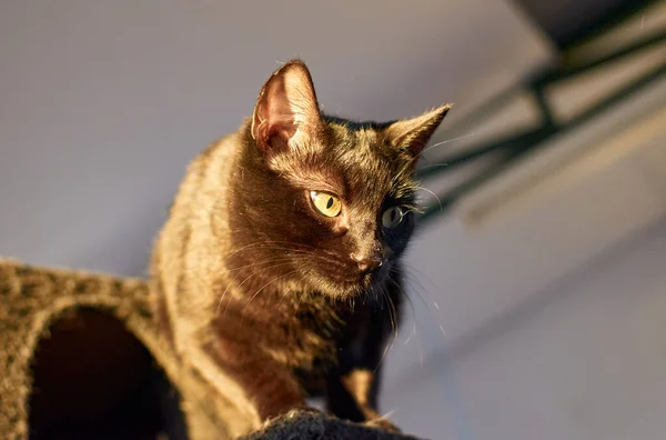 A portrait of a curious Bombay cat on the scratching post