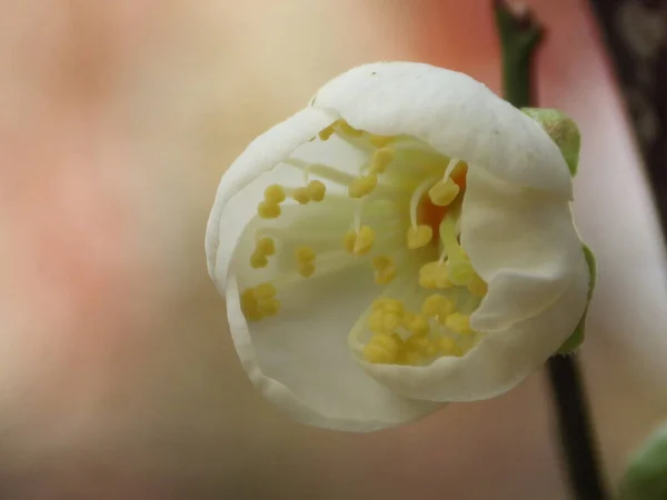 Tiro Foco Raso Uma Flor Branca Árvore Damasco Metade Aberta — Fotografia de Stock