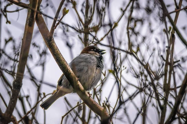 Ein Niedlicher Kleiner Sperling Der Auf Einem Ast Hockt — Stockfoto