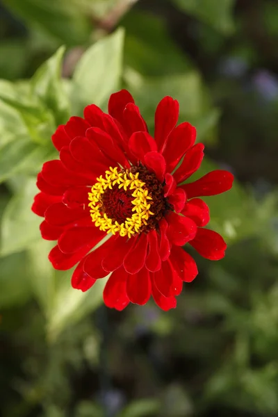 赤いZinniaの花を咲かせることの選択的フォーカスショット — ストック写真