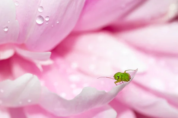 Primer Plano Insecto Verde Sobre Pétalos Rosados Una Flor Con — Foto de Stock