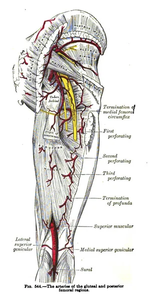 Stránka Atlasové Knihy Lidské Anatomie — Stock fotografie