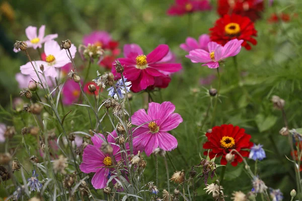 Eine Selektive Fokusaufnahme Bunter Blühender Blumen Auf Einem Feld — Stockfoto
