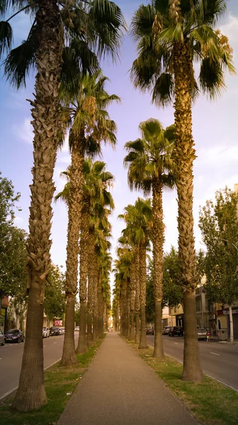 Een Verticaal Schot Van Een Prachtige Palm Boom Steeg Stad — Stockfoto