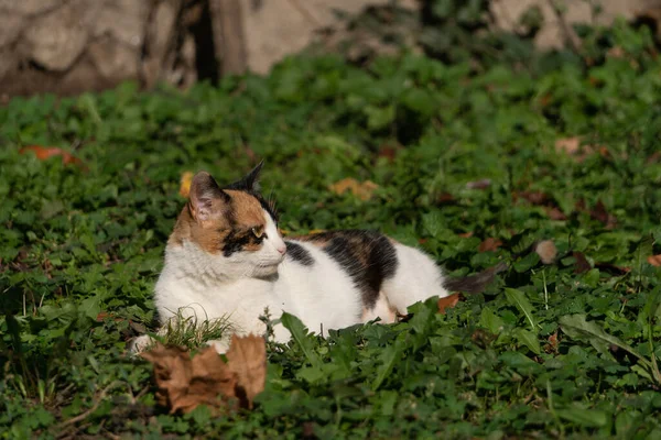 在公园的草地上 一群漂亮的猫在嬉戏 — 图库照片