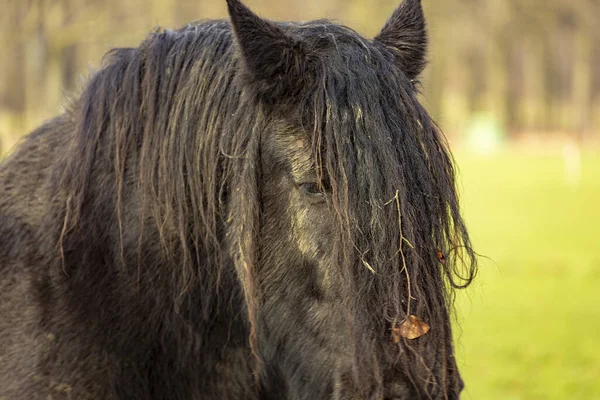 Μακρύ Σχεδόν Dreadlock Χαίτη Ενός Μαύρου Αλόγου Friesian Λιβάδι Υγρό — Φωτογραφία Αρχείου