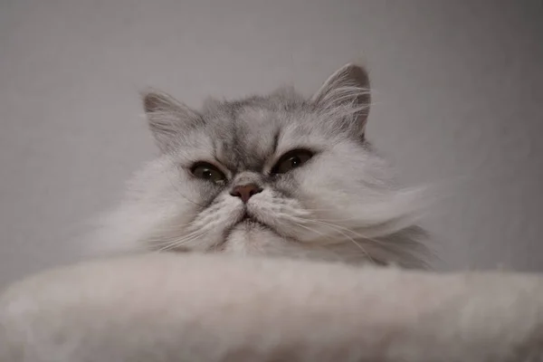 Tiro Foco Seletivo Gato Bonito Uma Casa — Fotografia de Stock