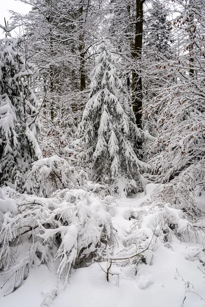 Ett Naturskönt Vinterlandskap Schwarzwald Tyskland — Stockfoto