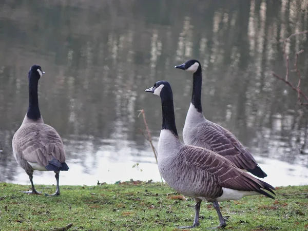 Três Gansos Caminhando Parque Junto Lago — Fotografia de Stock