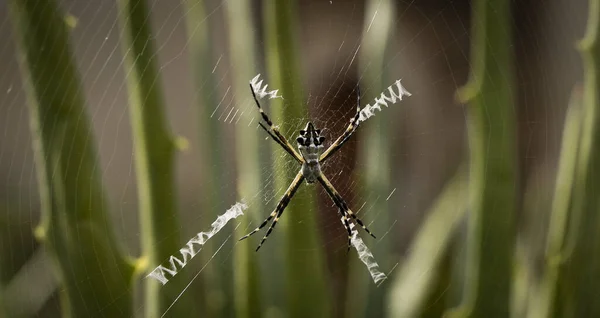 Nternette Argiope Pulchella Örümceğinin Seçici Bir Odak Noktası — Stok fotoğraf