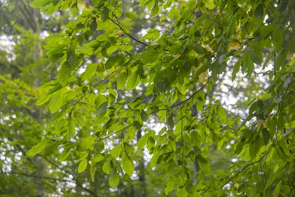 Tiro Close Uma Árvore Verde Com Folhas Frescas — Fotografia de Stock