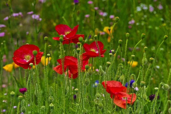 Selective Focus Shot Blooming Red Poppies Field — Stock Photo, Image