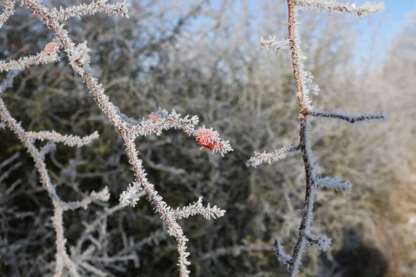 一种带有霜冻果实和枝条的红色玫瑰臀的选择性聚焦镜头 — 图库照片