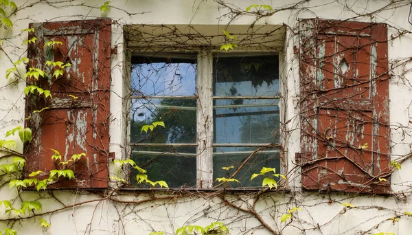 Dayti Dağcılık Bitkileriyle Kaplı Eski Ahşap Pencerelerin Yakın Çekimi — Stok fotoğraf