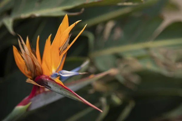 Une Fleur Oiseau Paradis Orange Dans Environnement Naturel — Photo