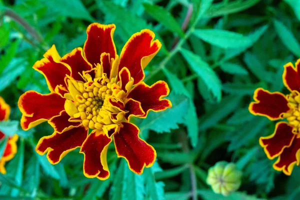 Tiro Close Uma Bela Flor Calêndula — Fotografia de Stock