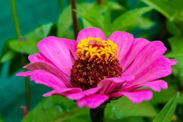 Крупним Планом Макрофон Красивої Рожевої Квітки — стокове фото