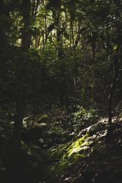 森の緑豊かな自然を縦長のショット — ストック写真