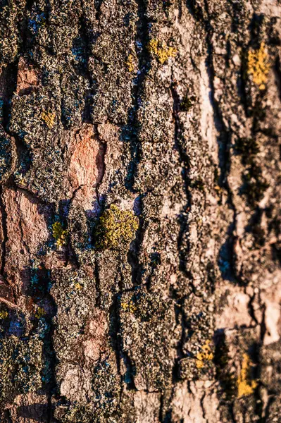 Ένα Κάθετο Κοντινό Πλάνο Υφής Κορμού Δέντρου — Φωτογραφία Αρχείου