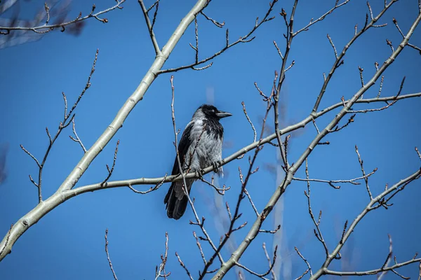 Low Angle Shot Dark Crow Perching Tree Branch Blue Sky — Stock Photo, Image