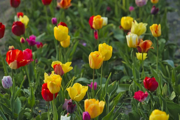 Une Mise Point Sélective Belles Tulipes Multicolores Dans Champ — Photo