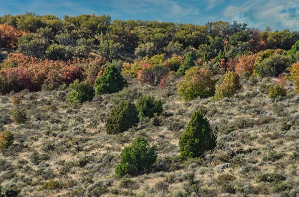 Een Prachtig Herfstlandschap Van Kleurrijke Bomen Groeiend Een Berghelling — Stockfoto