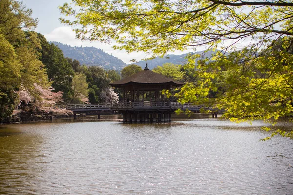 美丽的风景 池塘绿树成荫 — 图库照片