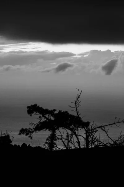 Vertical Grayscale Shot Dry Tree Silhouettes Shore Sea — Stock Photo, Image