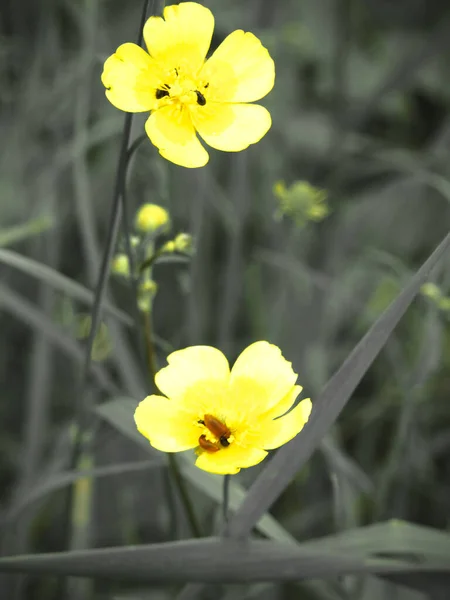 Tiro Foco Seletivo Vertical Buttercup Amarelo — Fotografia de Stock