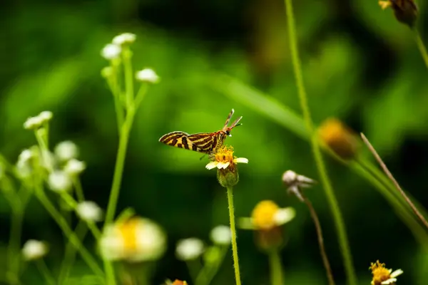 Nahaufnahme Eines Schönen Schmetterlings Der Auf Einer Blume Sitzt — Stockfoto