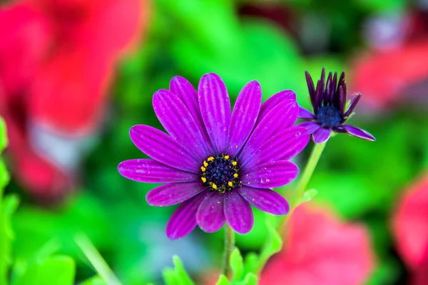 Macro Scatto Una Bella Margherita Africana All Aperto — Foto Stock