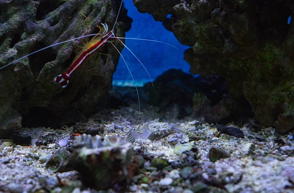 在水族馆里选择性地拍摄虾类焦点照片 — 图库照片