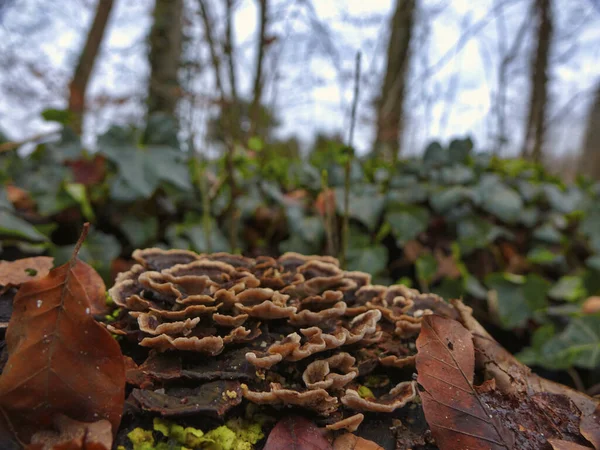Egy Közeli Felvétel Vadon Termő Gombákról Természetben — Stock Fotó