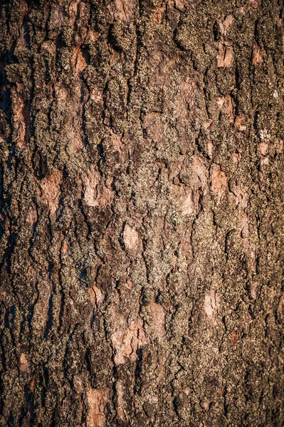 Primo Piano Verticale Una Struttura Tronco Albero — Foto Stock