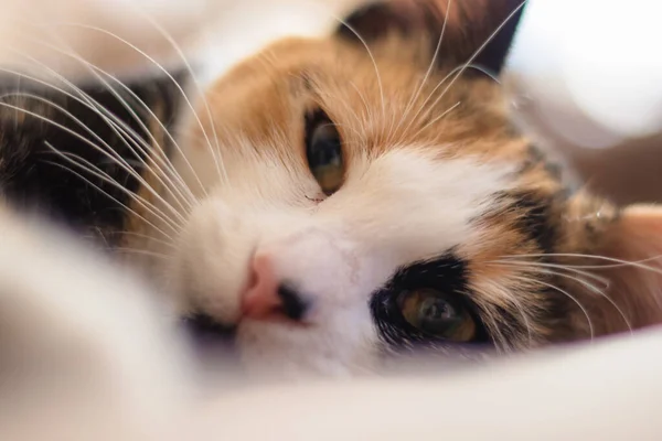 Detailní Záběr Sladké Třísrsté Kočky Ležící Podlaze — Stock fotografie