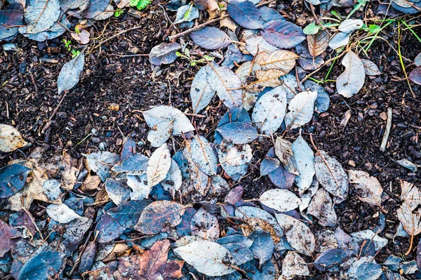 잎사귀들이 바닥에 떨어져 — 스톡 사진