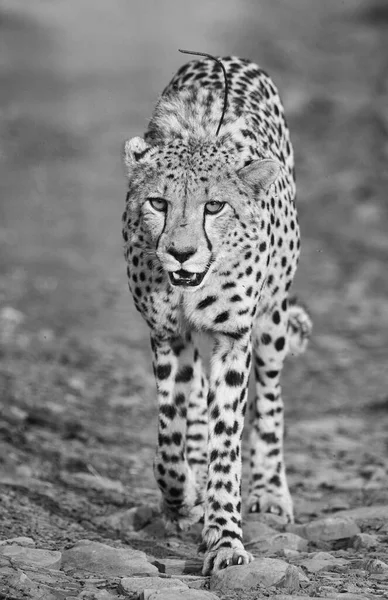 Vertical Closeup Shot Cute Leopard — Stock Photo, Image