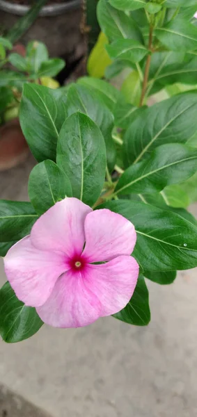 Plano Vista Superior Una Flor Creciente Rosa Periwinkle — Foto de Stock