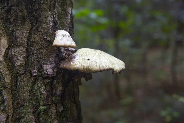 Gros Plan Charmant Champignon Suspendu Arbre — Photo